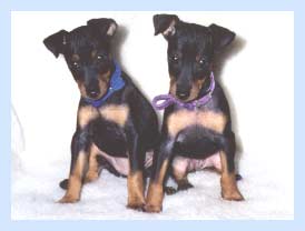 Toy Manchester Terriers, Mocha and Vixen