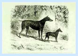 A Historical Sketch of a Toy Manchester Terrier and a Standard Manchester Terrie